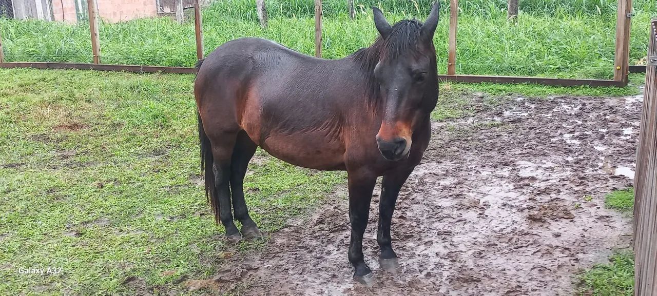 PETIÇA DE MONTARIA - Foto 6