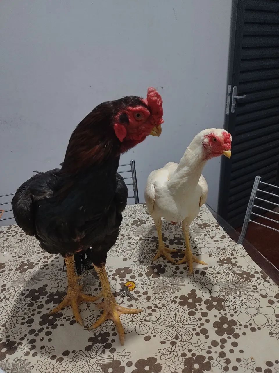 Índio bico curto crista ferrão  - Foto 3