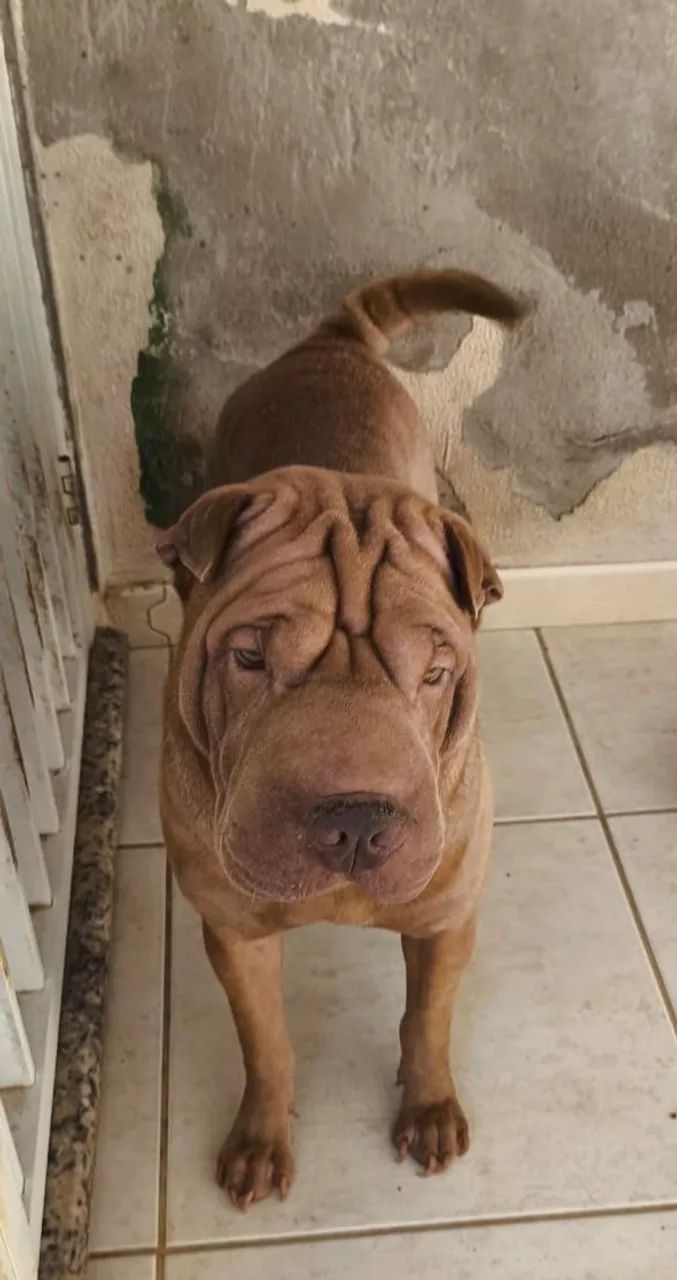 Shar Pei macho 2 anos  - Foto 2