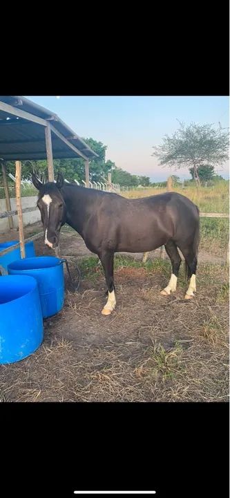 Cavalo Mangalarga de picado genuíno