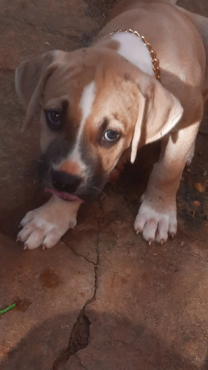 Filhote de Pitbull pai puro mãe misturada