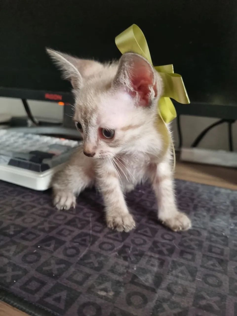 Gato filhote - Foto 4