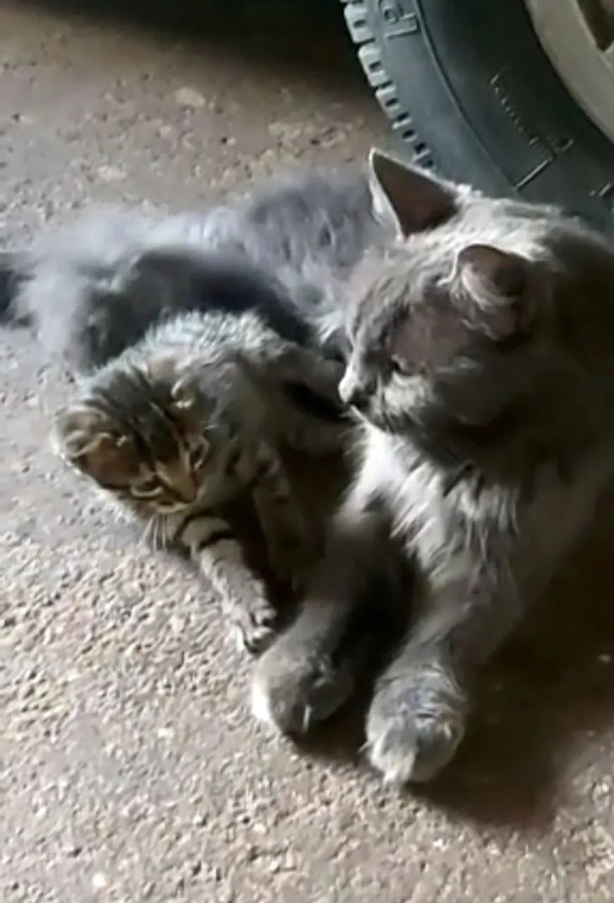 Filhote mestiça de Persa