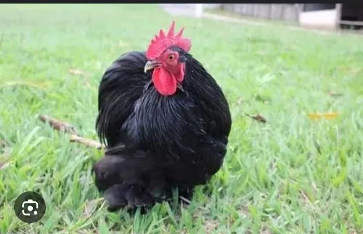 Galo mini cochin Dark