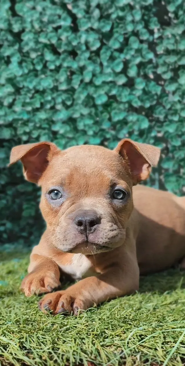 Filhotes de American bully Gen Tri excelente genética! Oportunidade!