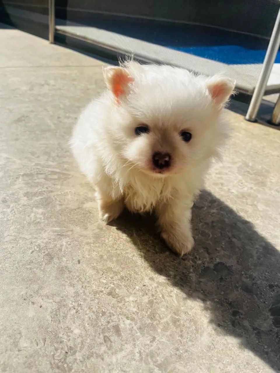 Cachorro Spitz Alemão  - Foto 4