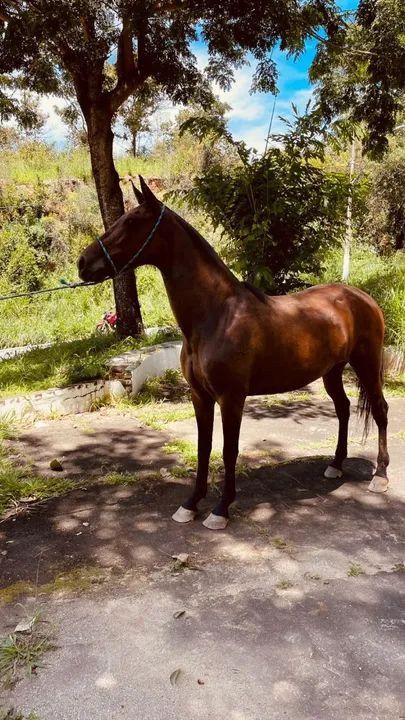 Cavalo Mangalarga Marchador - Foto 3