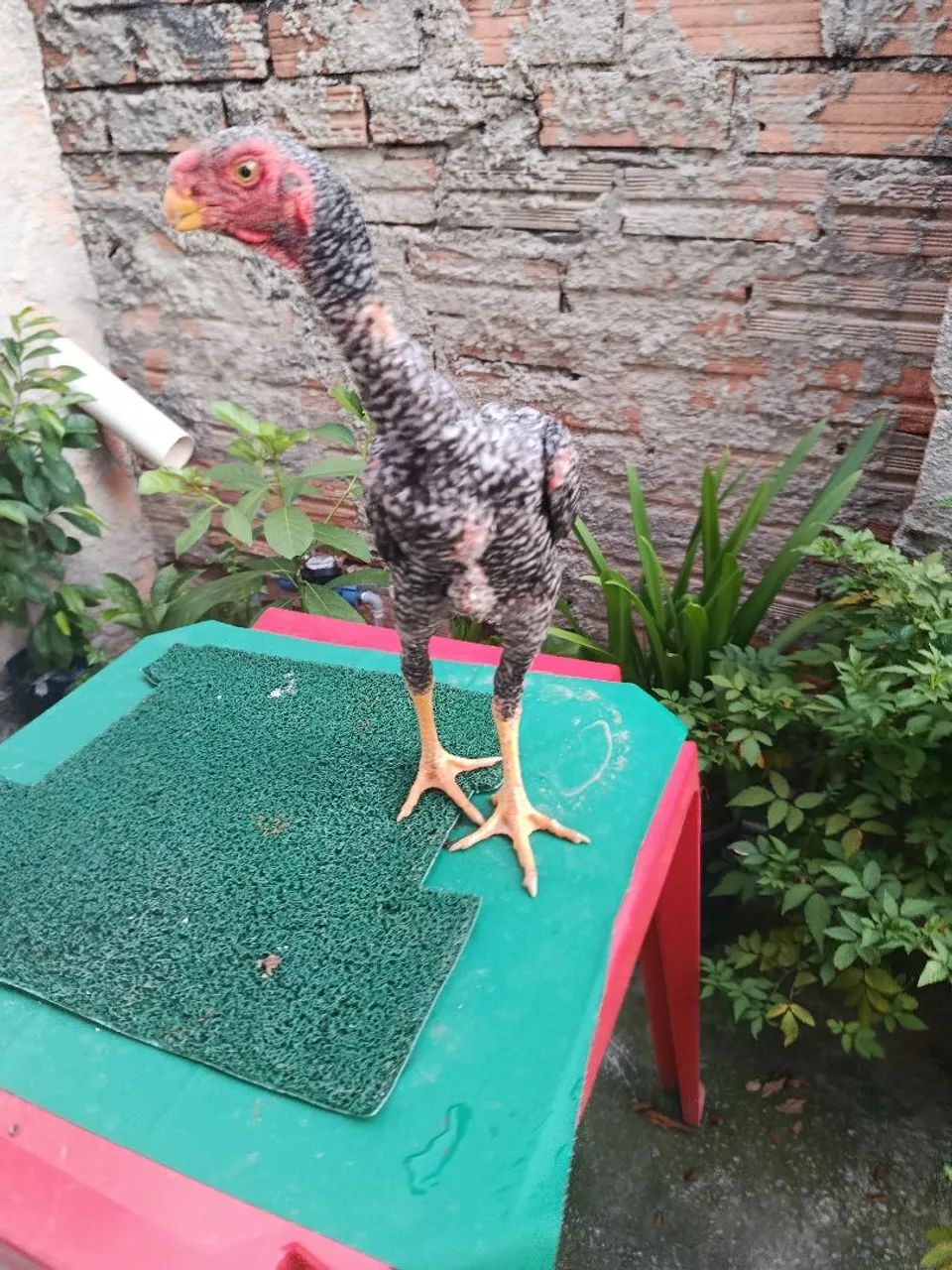 Frango assel bico curto  - Foto 4