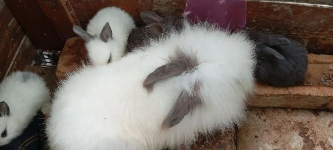 Filhotes de Coelho da Raça Angorá - Foto 5
