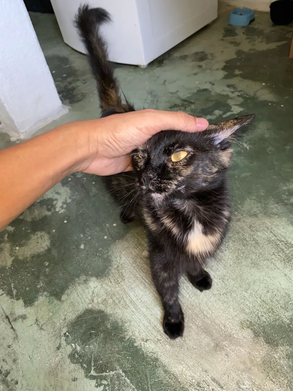 Gatinha pra adoção  - Foto 4