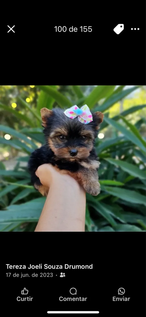 Filhote de Yorkshire Terrier Mini fêmea