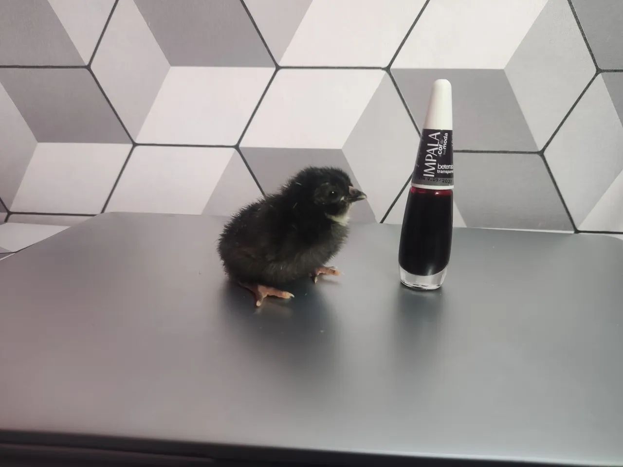 Galos e Galinhas Ornamentais - Criatório G.C - Foto 3