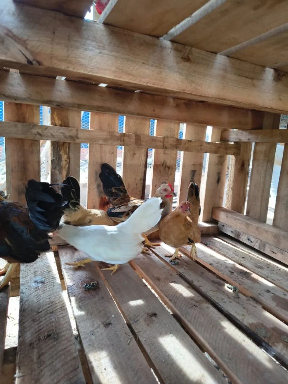 DOIS galos e 4 galinhas garnisé nagasaki + 8 franguinhas E 4 franguinhos  - Foto 5