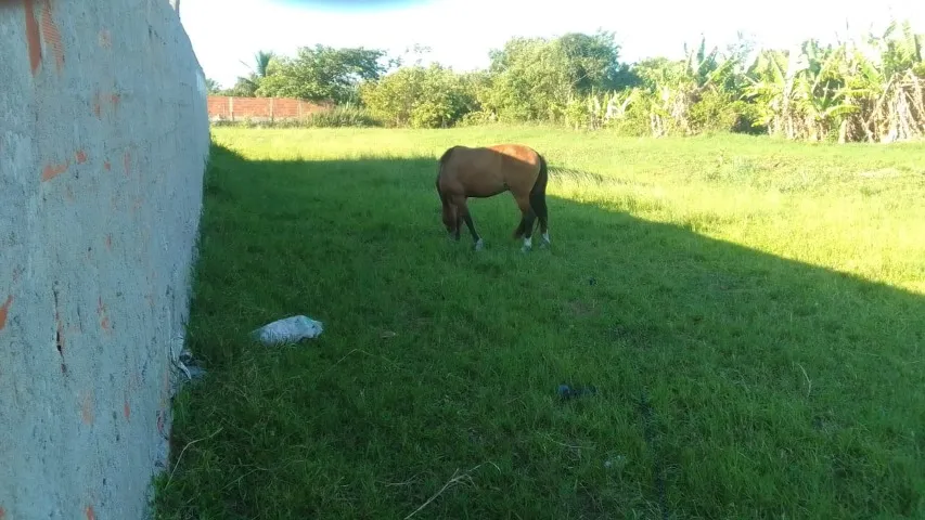 Vendo cavalo castrado, 05 anos, aceita montaria. Urgente!! A sela completa está incluída.
