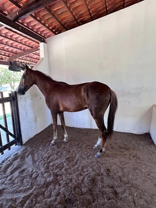 Potro Quarto de Milha - Foto 2