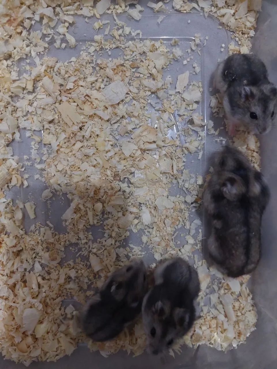 Hamster anão russo filhotes  - Foto 5