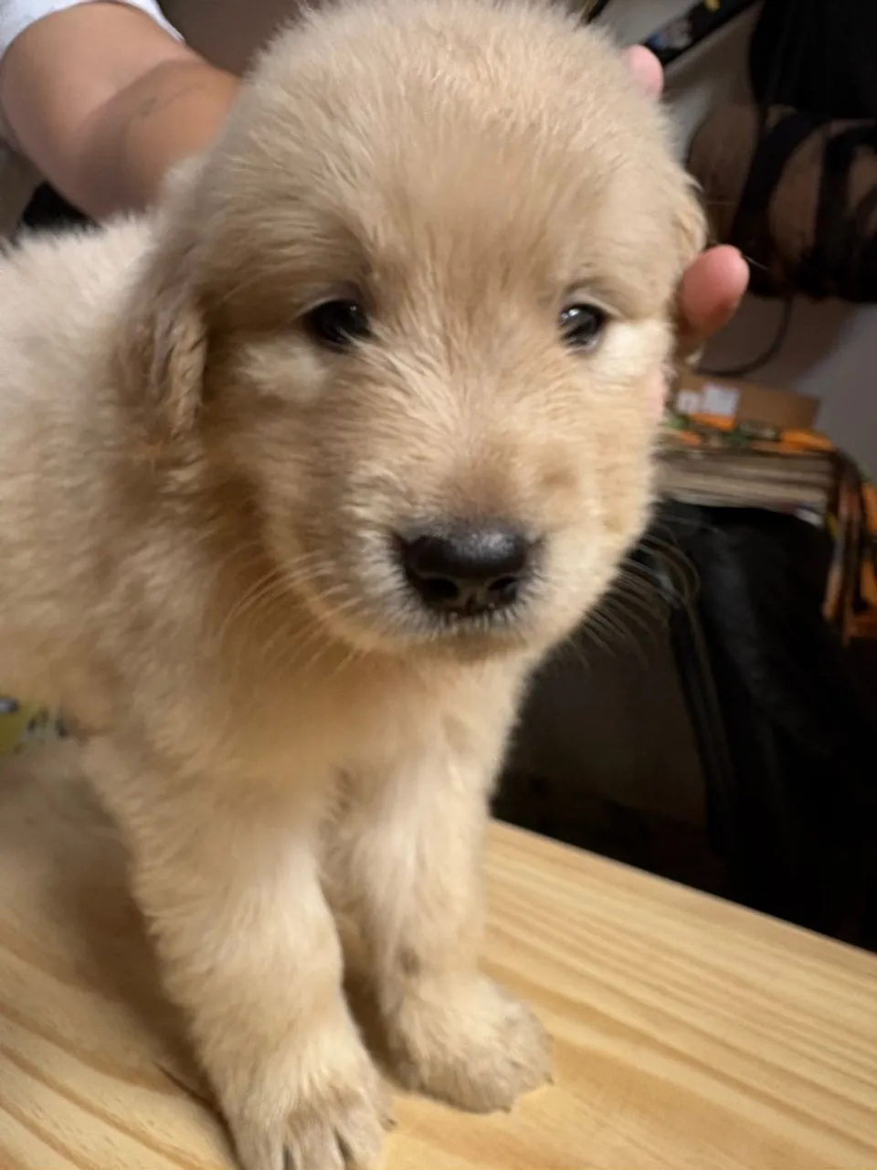 Filhote Golden Retriever