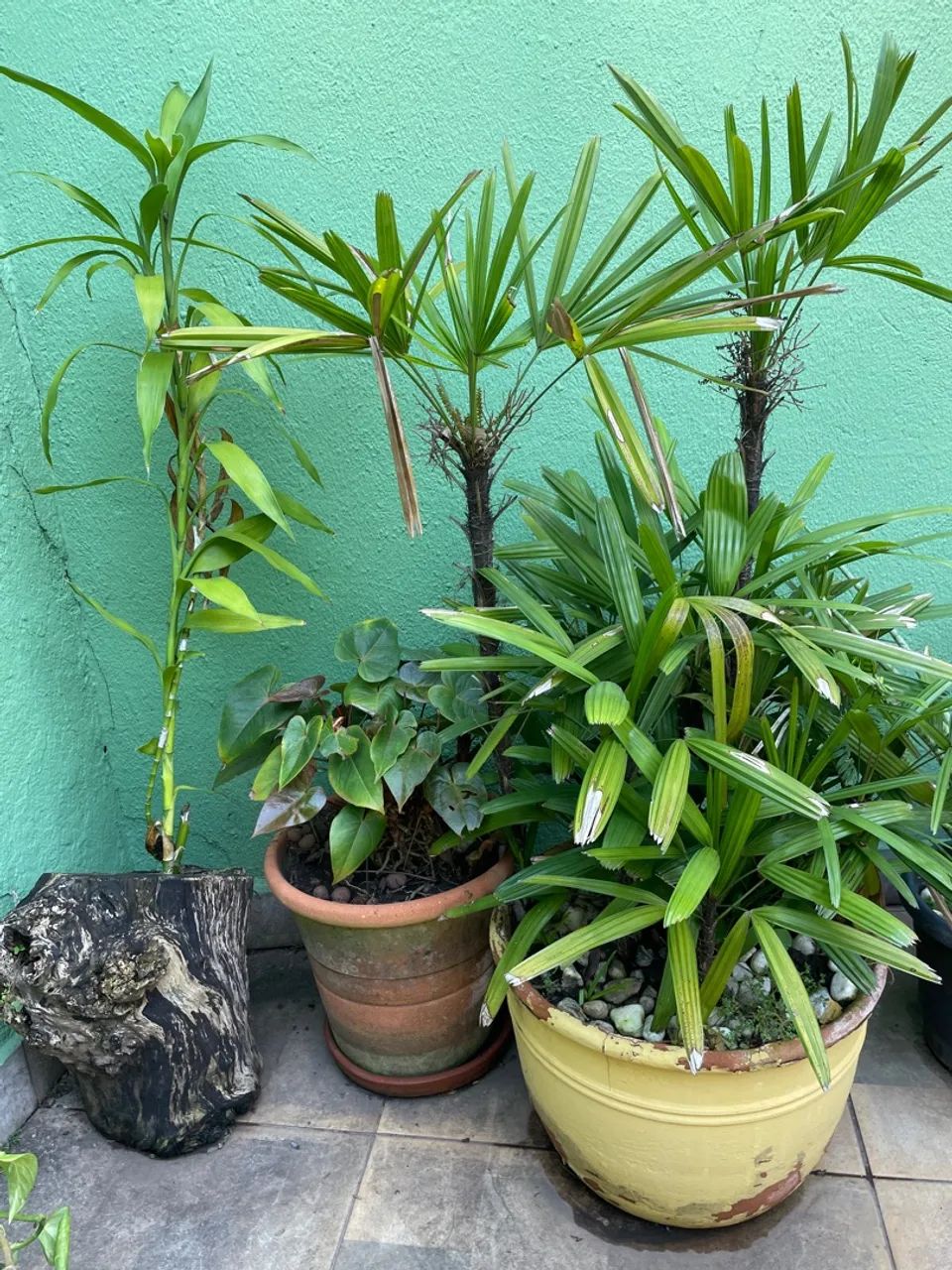 Vasos de plantas ornamentais para decoração - Foto 3