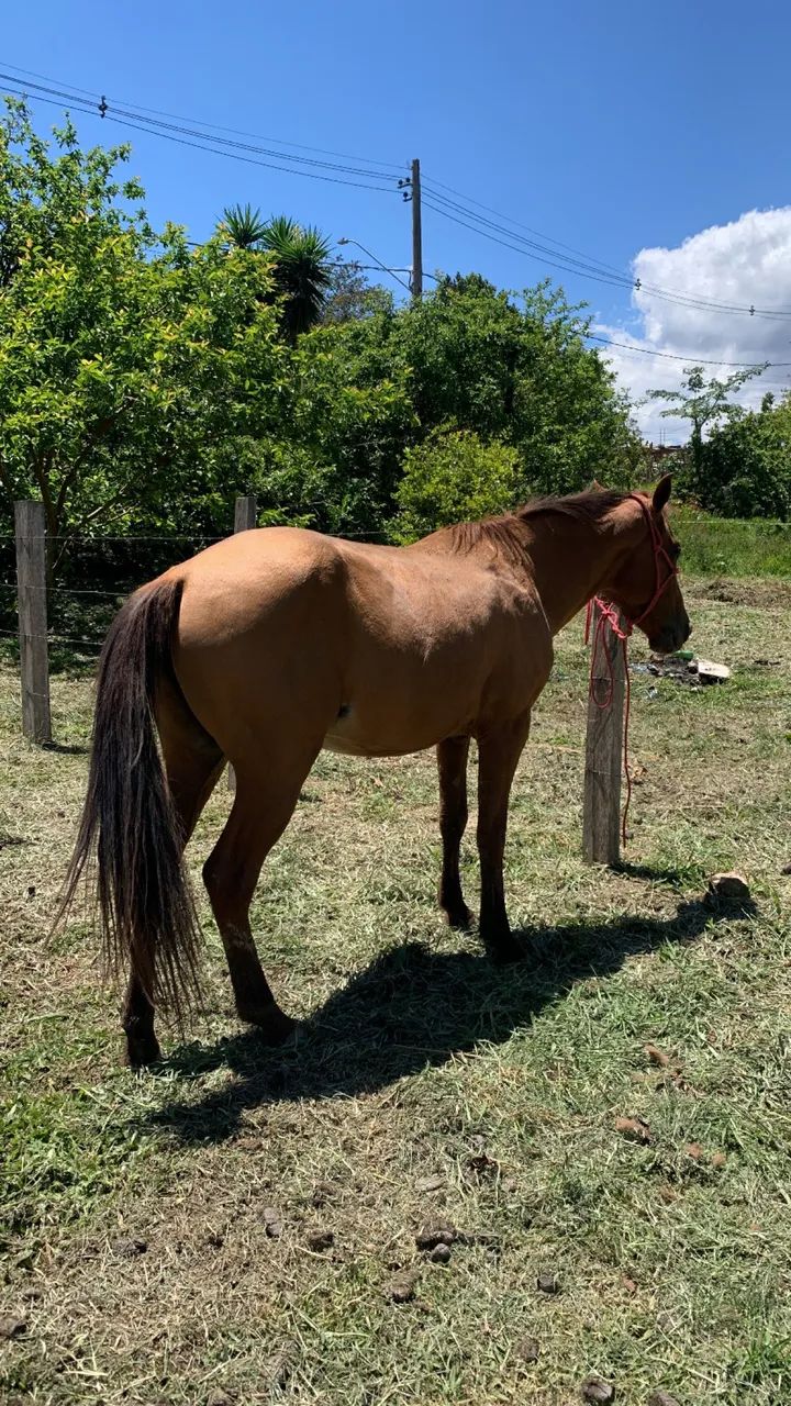 Cavalo novo macio - Foto 4