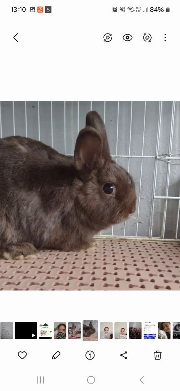 Coelhinho fofinho  disponível 