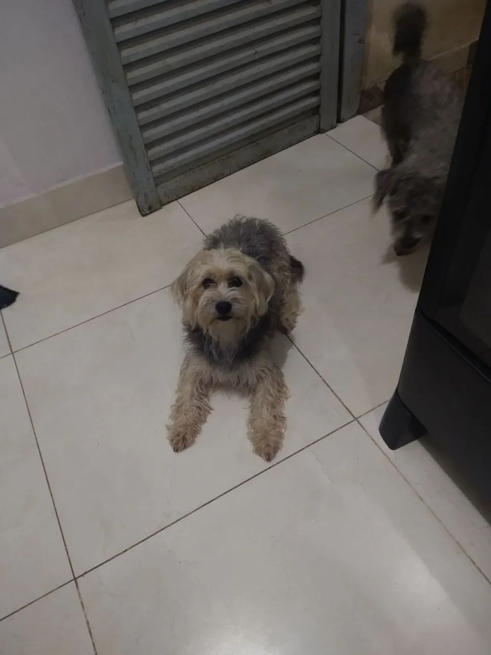 Vendo cachorros Shih Tzu - Foto 5