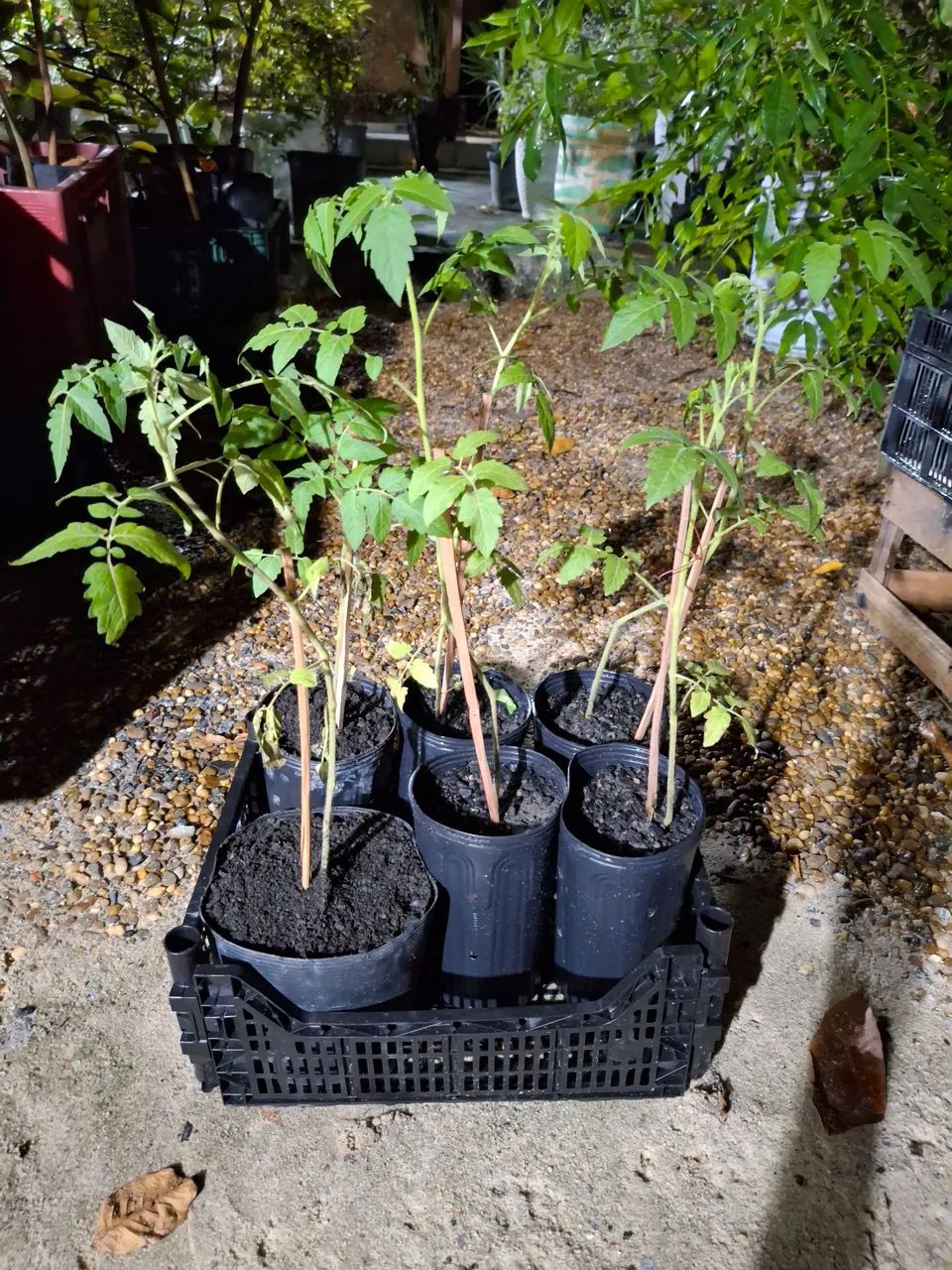 Mudas de tomate Cereja prontas para o plantio