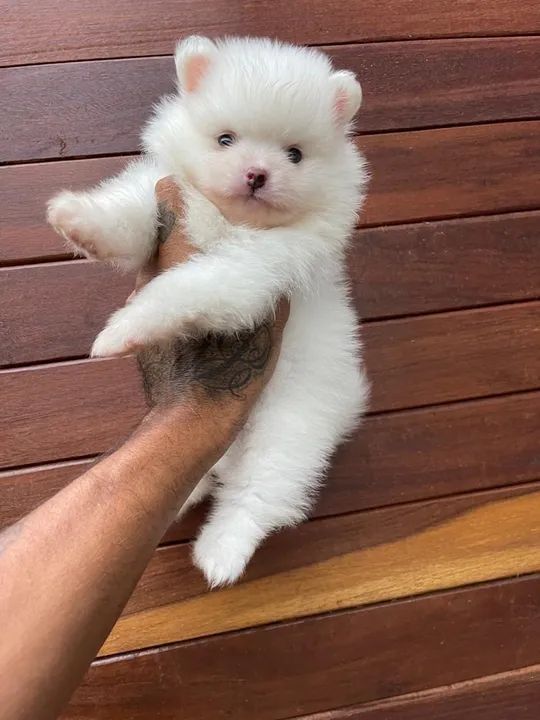 Spitz alemão anão  - Foto 2