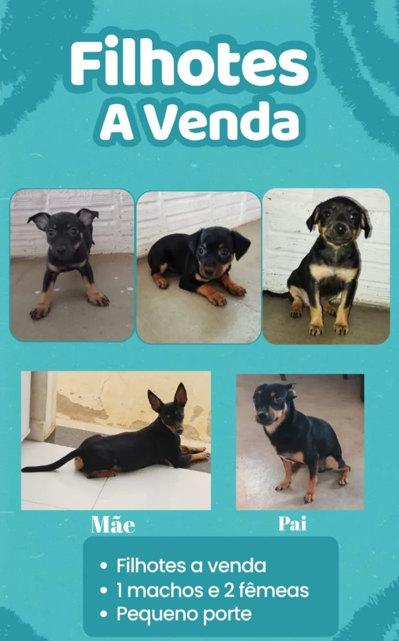 Filhotes de Pinscher à venda
