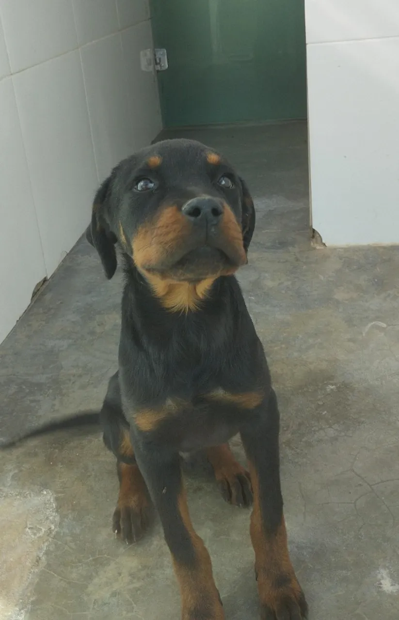 Filhote de Rottweiler Macho