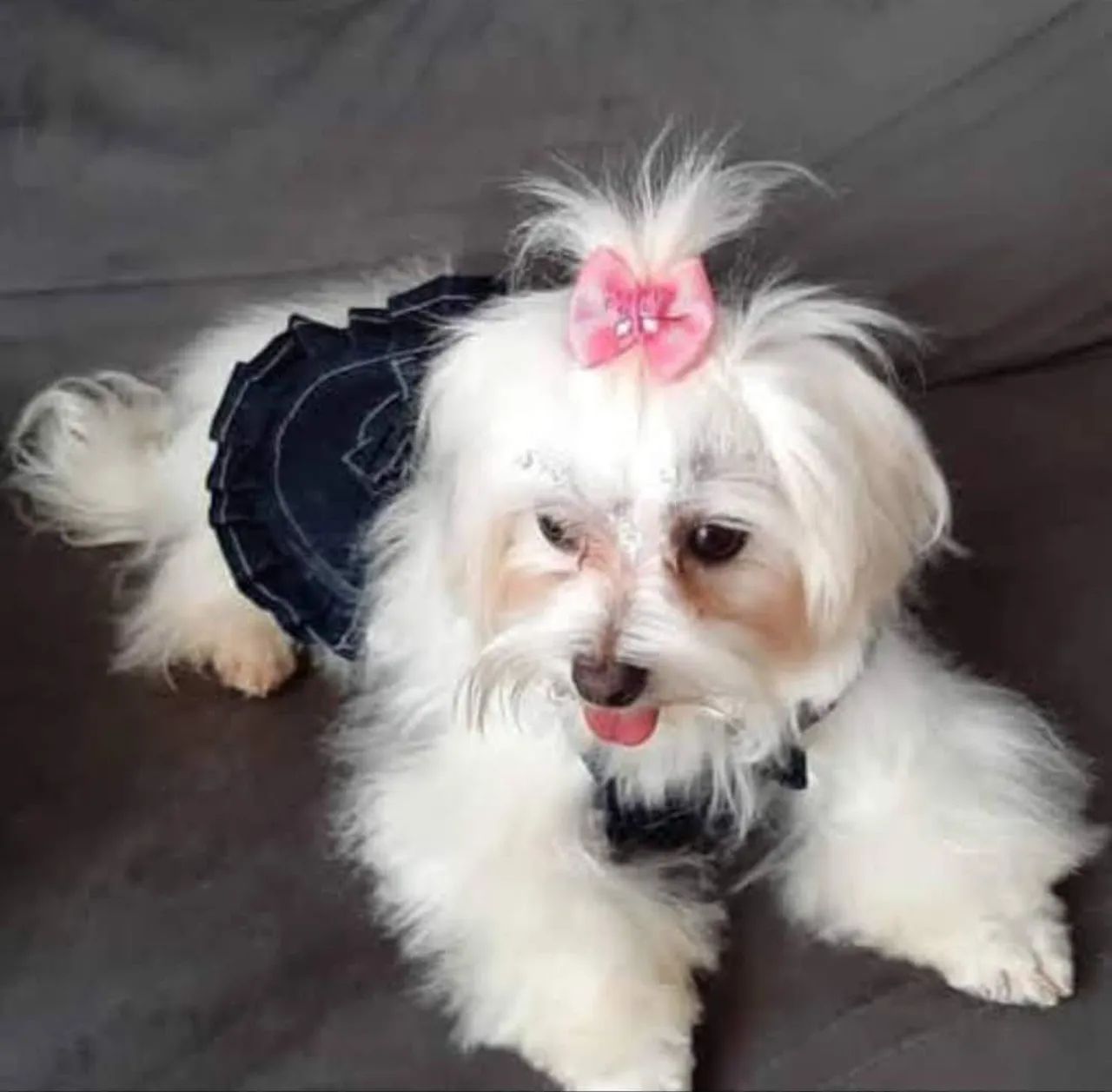 PROMOÇÃO!!! MALTÊS FÊMEAS E MACHOS ADULTOS 100% LEGÍTIMOS RAÇA PURA  - Foto 3