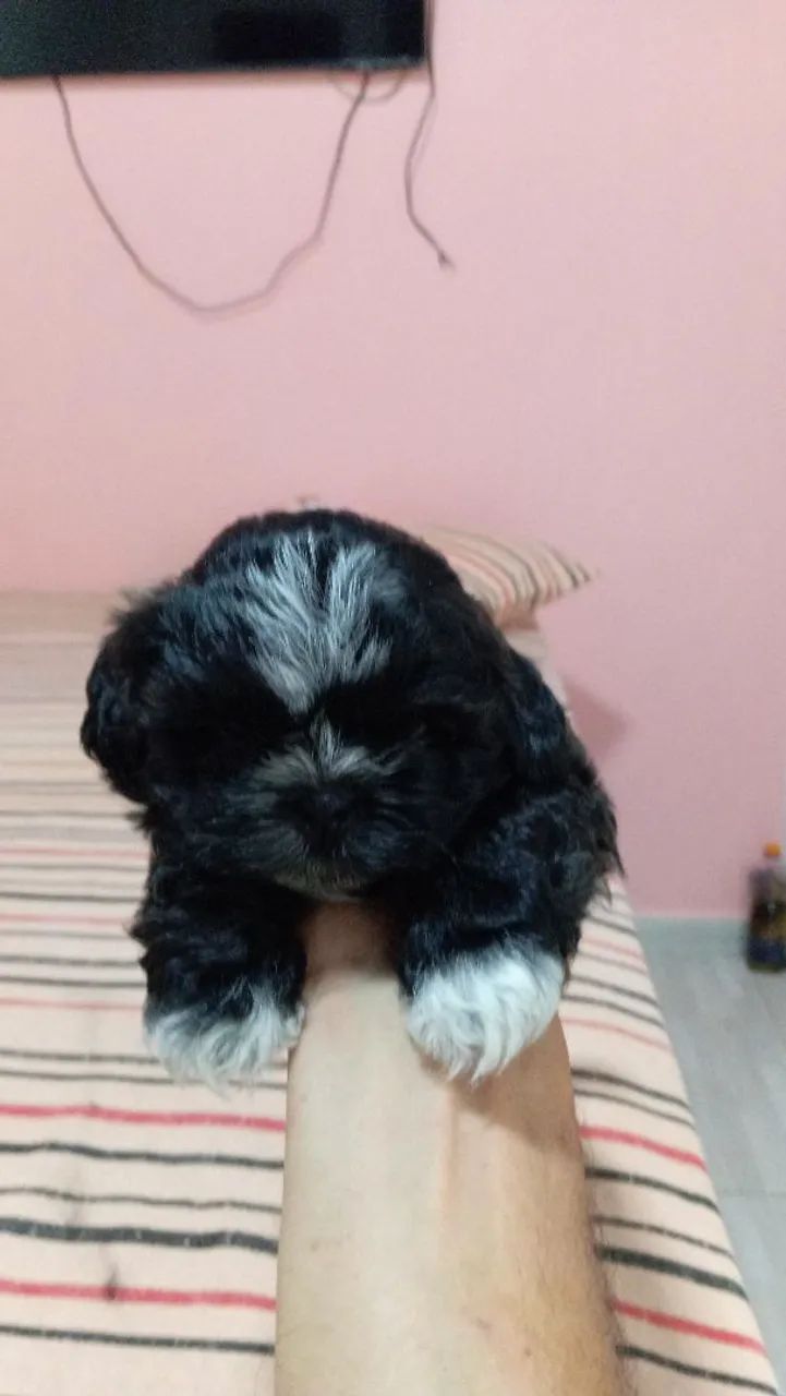 Filhote Shih Tzu - Foto 2