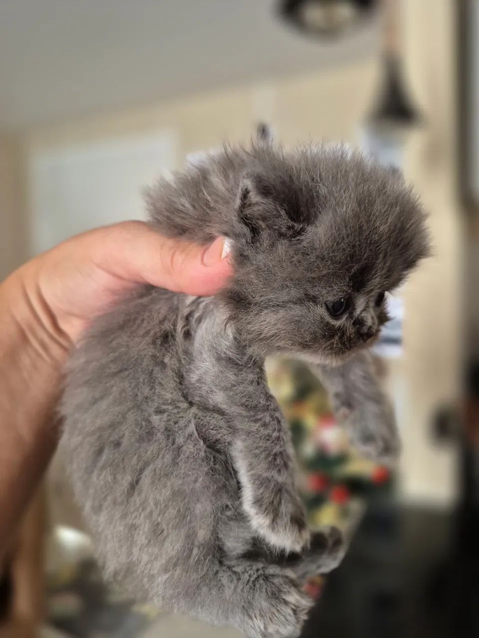 Gata Persa Cinza - Foto 3