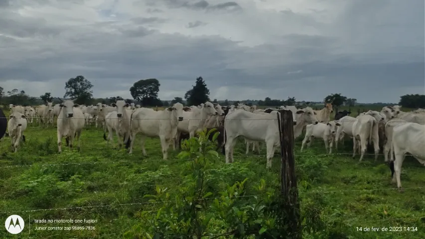 760 hectares porteira fechada no Maranhão R$ 11 milhões