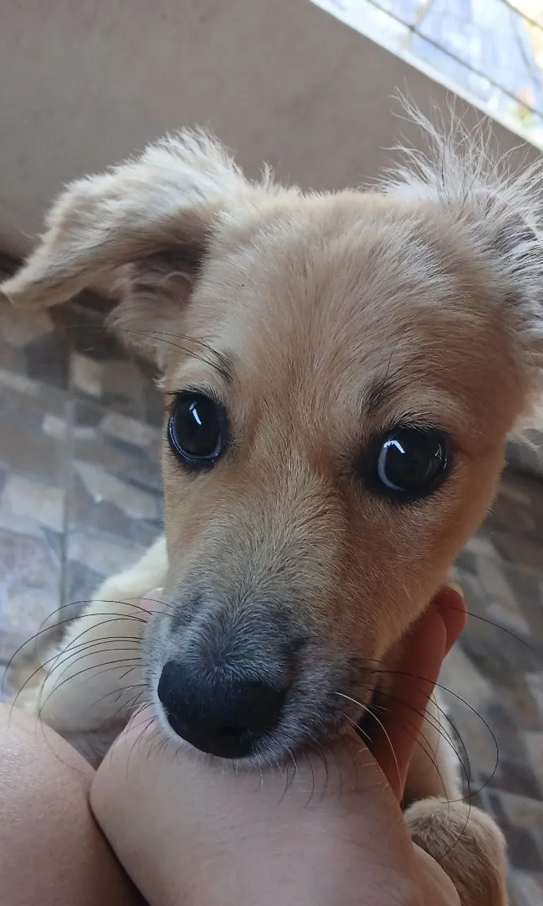 Doa-se cachorrinha abandonada *