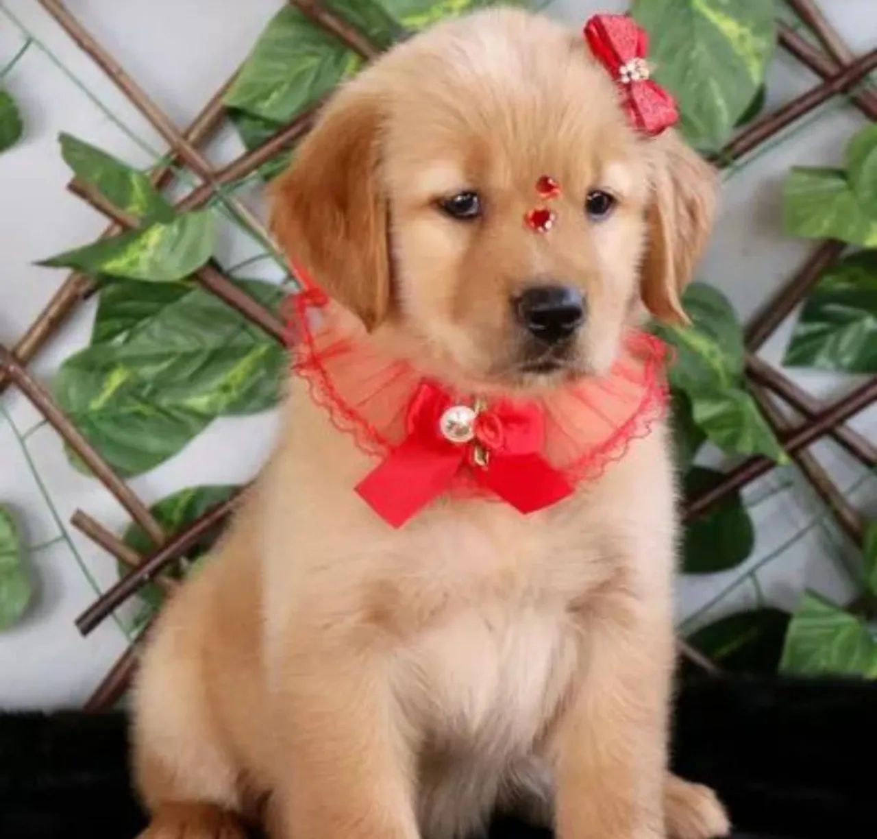 Filhotes Golden Retriever - Foto 6