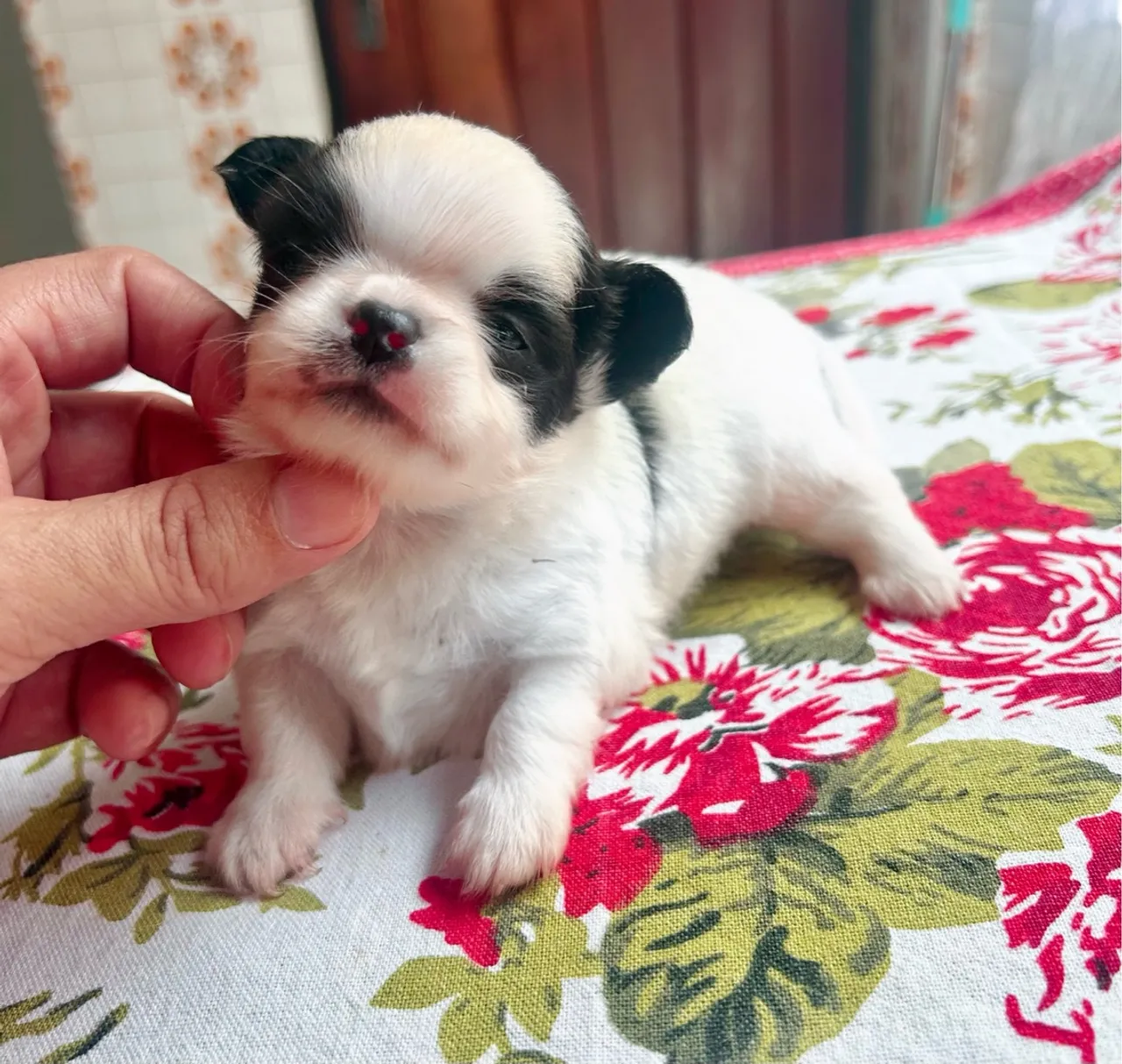 Filhote Shih Tzu Macho - Fofo e Charmoso