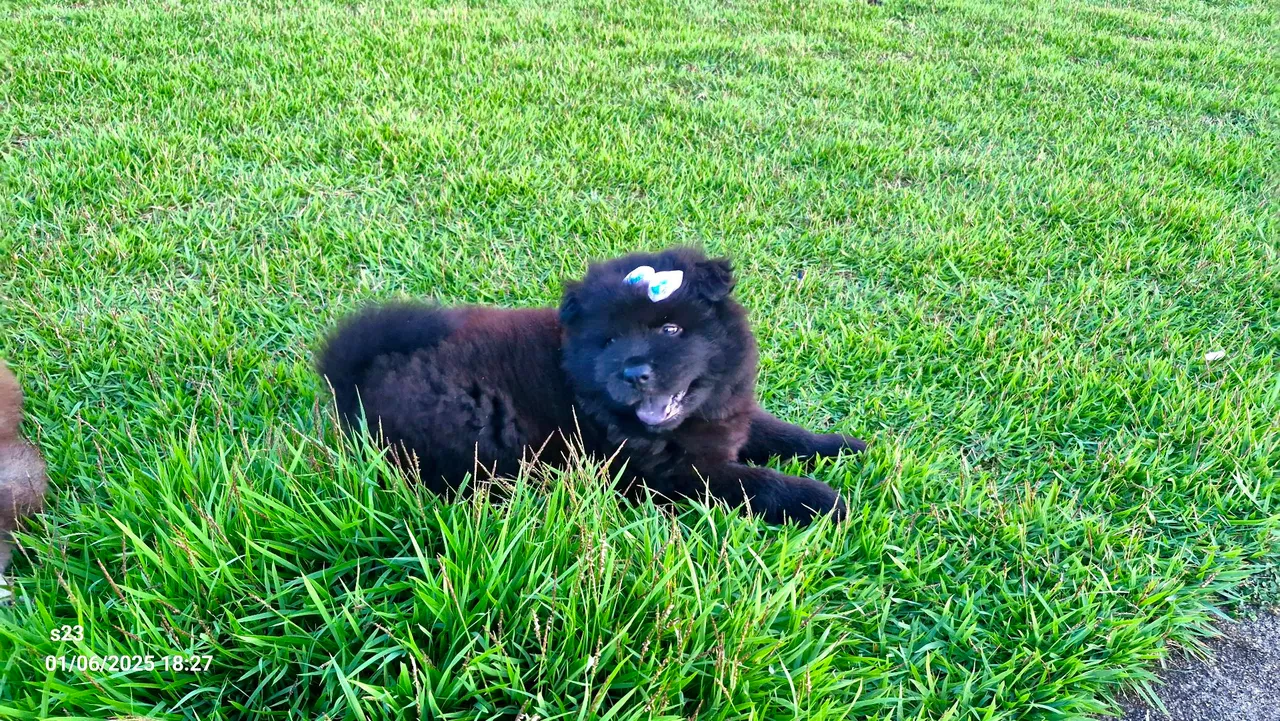 Filhote Chow-Chow
