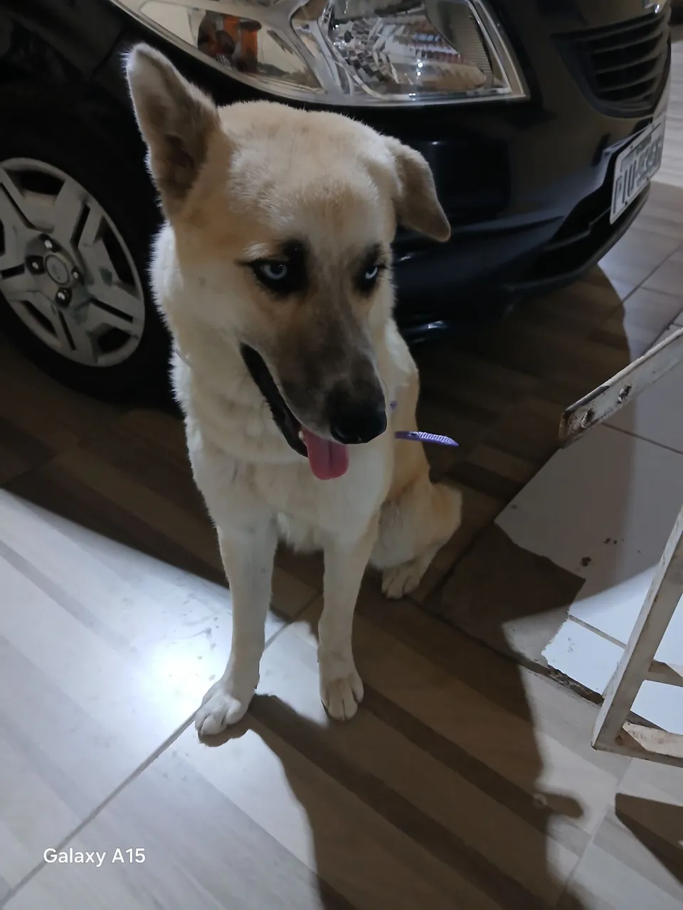 Cão com olhos azuis para cruzar