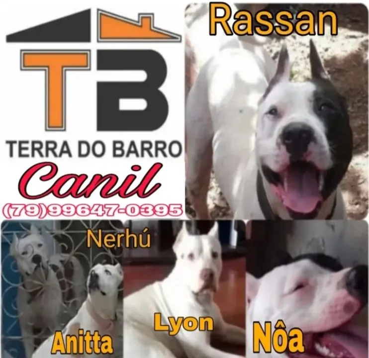 Vendo filhotes de APBT(AMERICAN PITBULL TERRIER. VERMIFUGADOS VACINADOS