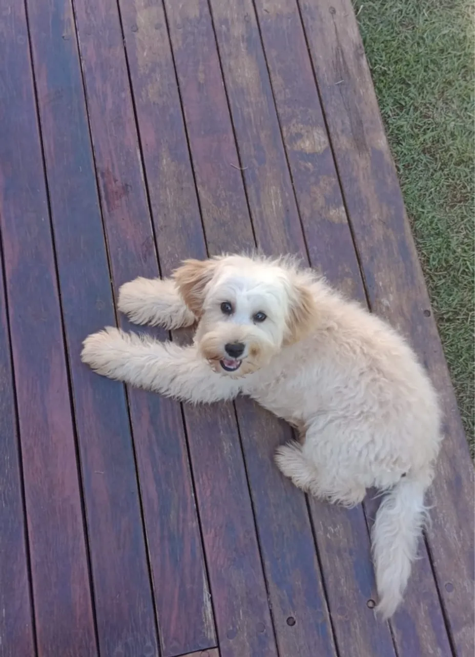 Cachorro com vacinação em dia