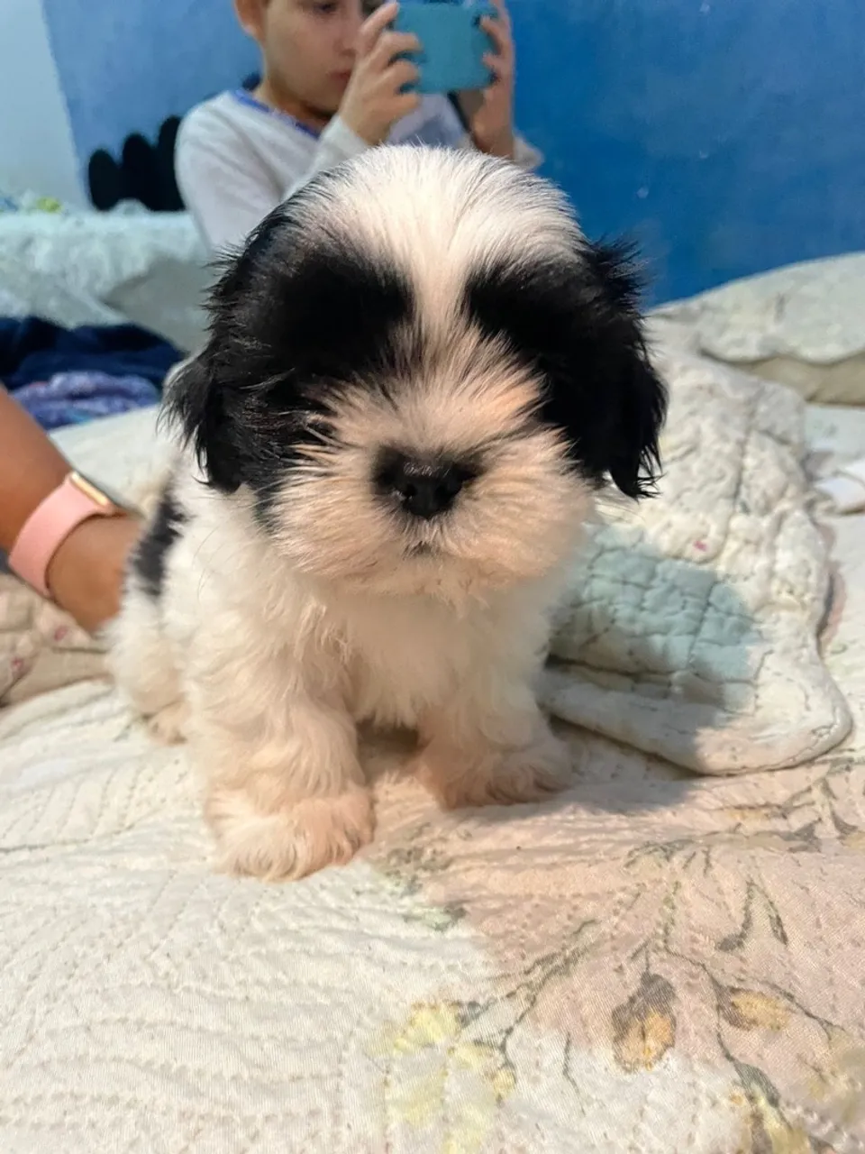 Filhote adorável Shih Tzu