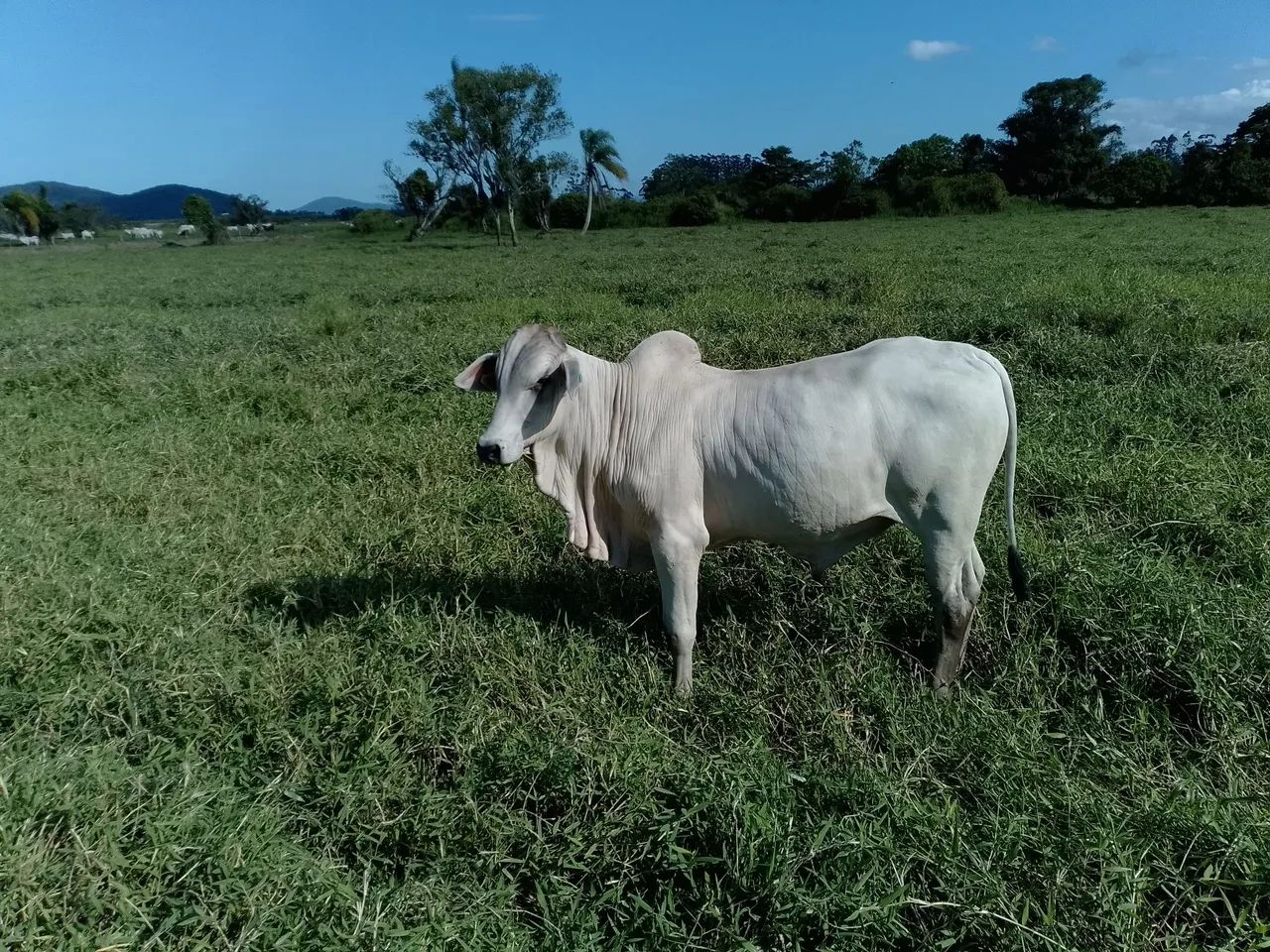 Touros Nelore PO - Foto 3