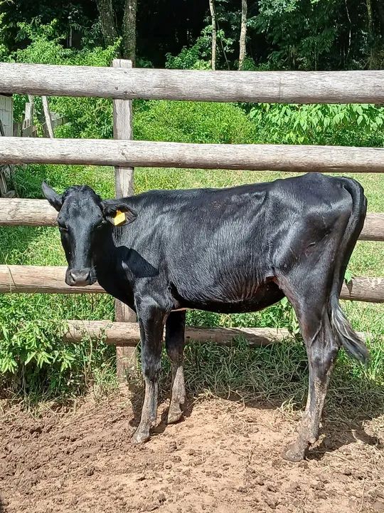 Novilha jersolanda - Foto 2