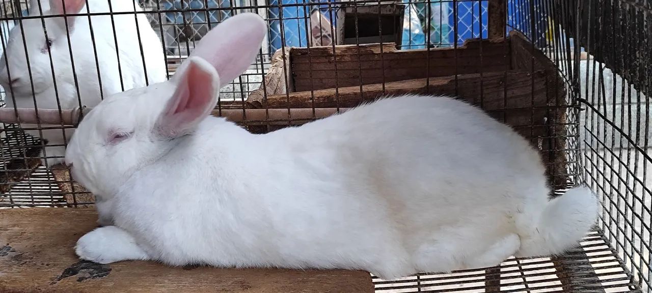 Filhotes de coelho gigante de Flanders  - Foto 2