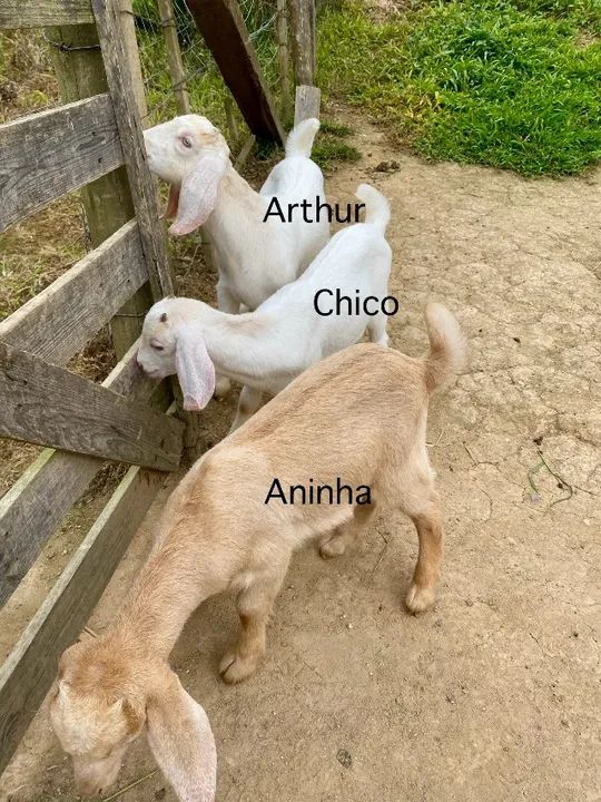 Vende-se Cabras/Cabritos  - Foto 3