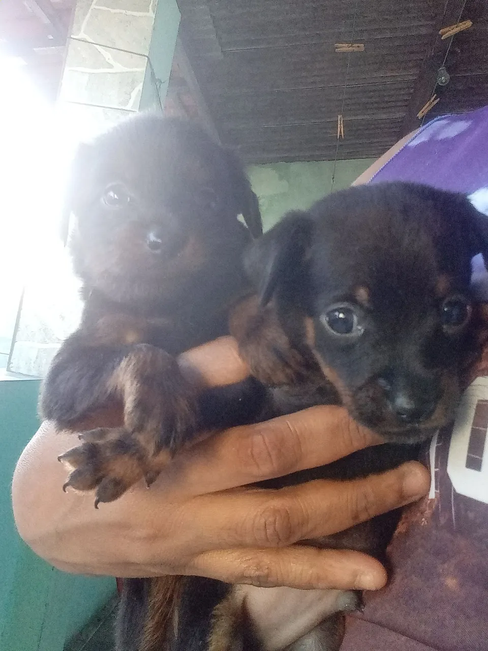 Filhotes de Pinscher a Venda