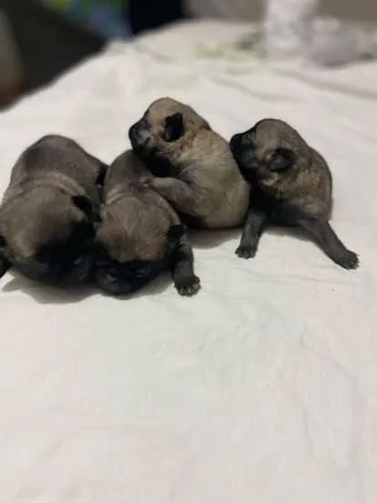 Filhotes de Pug disponíveis para venda, abrindo reserva.
