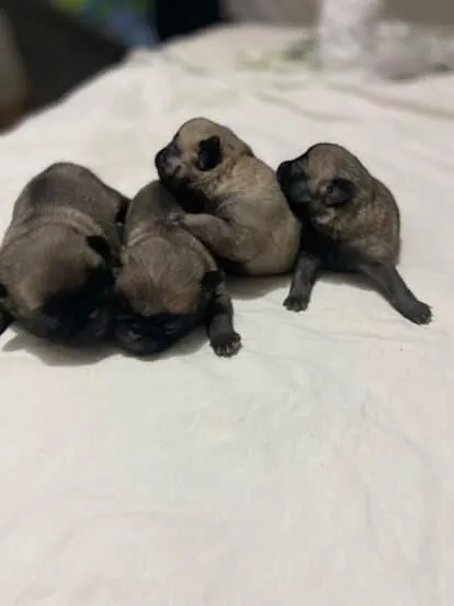Filhotes de Pug disponíveis para venda, abrindo reserva.
