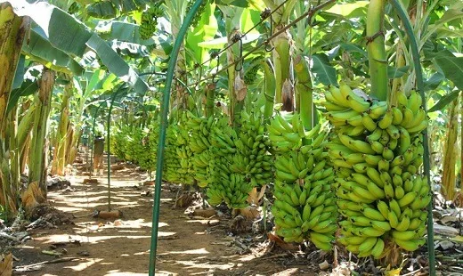 Muda de Banana Prata Anã