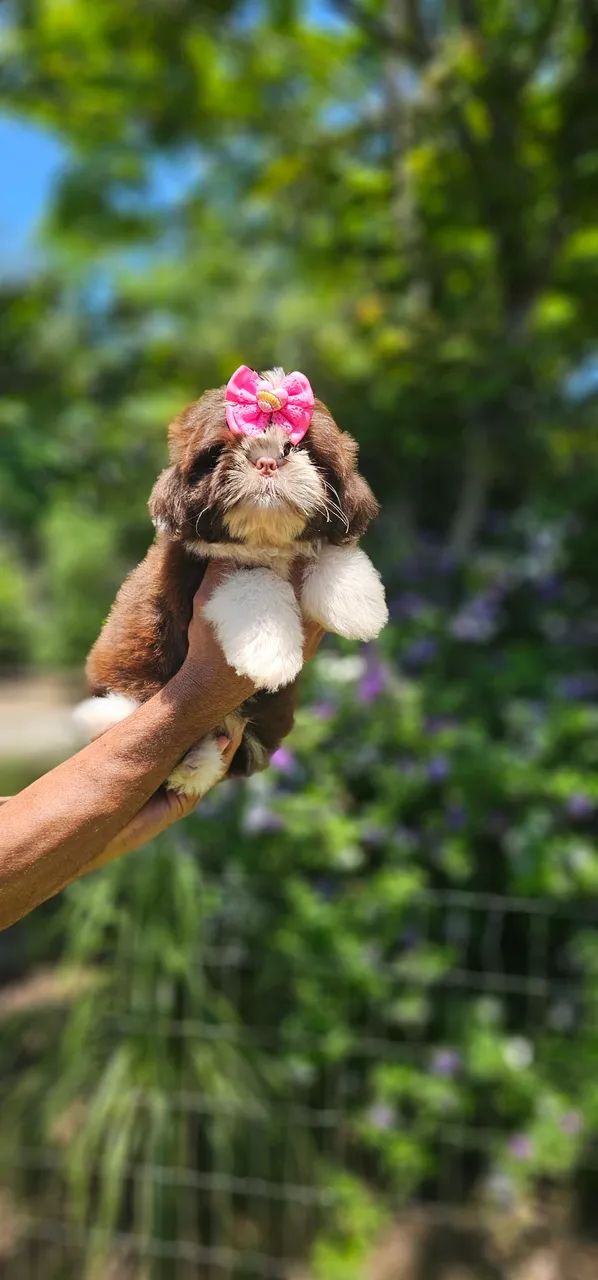 Shih-tzu perfeitinha- Maricá-RJ  - Foto 4